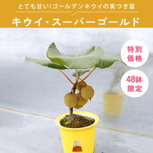 画像をギャラリービューアに読み込む, キウイ・スーパーゴールド 5号