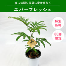 画像をギャラリービューアに読み込む, 【限定80個】エバーフレッシュ (アカサヤネムノキ) 4.5号 ※販売期間5/31まで