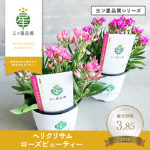 画像をギャラリービューアに読み込む, 【三ツ星品質】ヘリクリサム・ローズビューティー 3.5号 3ポットセット