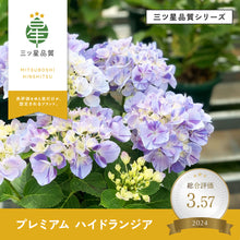 画像をギャラリービューアに読み込む, 【三ツ星品質】プレミアム ハイドランジア 3.5号 2ポットセット