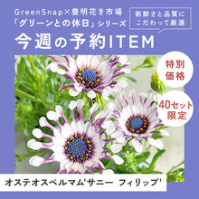 画像をギャラリービューアに読み込む, 【限定40セット】オステオスペルマム・サニー フィリップ 3.5号 3ポットセット ※予約商品:2/16まで 出荷予定:2/28
