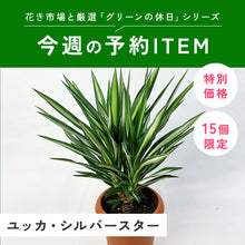 画像をギャラリービューアに読み込む, 【限定15個】ユッカ・シルバースター 7号 ※予約商品:3/30まで 出荷予定:4/4