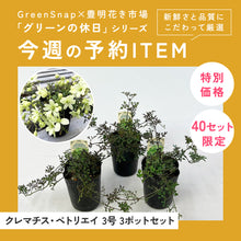 画像をギャラリービューアに読み込む, クレマチス・ペトリエイ 3号 3ポットセット
