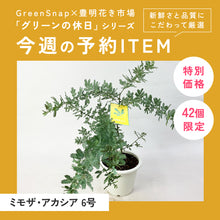 画像をギャラリービューアに読み込む, 【限定42個】ミモザ・アカシア 6号 ※予約商品:3/16まで 出荷予定:3/21
