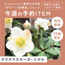 画像をギャラリービューアに読み込む, 【限定28個】クリスマスローズ・ニゲル 3.5号 3ポットセット ※予約商品:11/17まで 出荷予定:11/22より