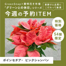 画像をギャラリービューアに読み込む, 【限定54個】ポインセチア・ピンクシャンパン4号※予約商品:11/10まで 出荷予定:11/15より