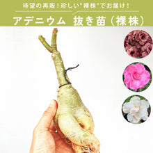 画像をギャラリービューアに読み込む, 【限定100個】アデニウム 抜き苗(裸株)