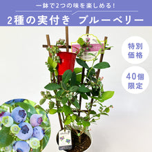 画像をギャラリービューアに読み込む, 【限定40個】2種の実付きブルーベリー(マザーベリー)5号