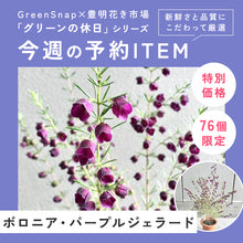 画像をギャラリービューアに読み込む, ボロニア・パープルジェラード 5号