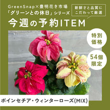 画像をギャラリービューアに読み込む, 【限定54個】ポインセチア・ウィンターローズ(MIX) 4号 ※予約商品:11/17まで