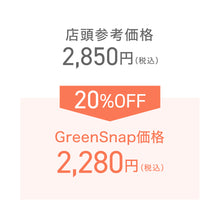 画像をギャラリービューアに読み込む, 【限定18セット】オステオスペルマム・プリンセスシリーズ 'ティアラ' 3号 3ポットセット