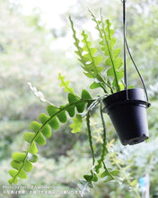 画像をギャラリービューアに読み込む, フィッシュボーン・カクタス 5号 吊鉢