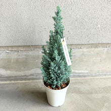 画像をギャラリービューアに読み込む, 【予約商品:12/1以降発送】ローソンヒノキ・シルバースター(ラメ付き) 4号 コニファー