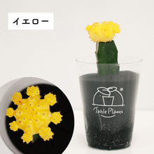 画像をギャラリービューアに読み込む, 【土を使わないサボテン】テーブルプランツ(Table Plants)ヒボタン(緋牡丹)