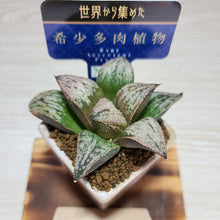 画像をギャラリービューアに読み込む, 【一点物】ハオルチア・皇妃和之宮 2号 美濃焼(四角鉢)セット