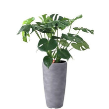 画像をギャラリービューアに読み込む, モンステラ・アダンソニー 7号 ミュル(樹脂)鉢セット