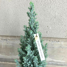 画像をギャラリービューアに読み込む, 【予約商品:12/1以降発送】ローソンヒノキ・シルバースター(ラメ付き) 4号 コニファー