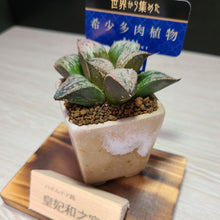 画像をギャラリービューアに読み込む, 【一点物】ハオルチア・皇妃和之宮 2号 美濃焼(四角鉢)セット