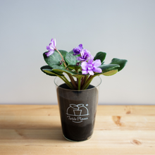 画像をギャラリービューアに読み込む, 【土を使わない花】テーブルプランツ (Table Plants) セントポーリア ※数量限定/予約商品