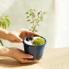 画像をギャラリービューアに読み込む, もみじのミニ盆栽 萬古焼鉢セット 3.5号 1鉢