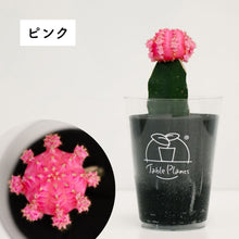 画像をギャラリービューアに読み込む, 【土を使わないサボテン】テーブルプランツ(Table Plants)ヒボタン(緋牡丹)