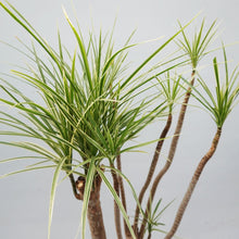 画像をギャラリービューアに読み込む, 【一点物】ドラセナコンシンネ・ホワイボリー 8号 高さ約130cm 沖縄の観葉植物 No.216