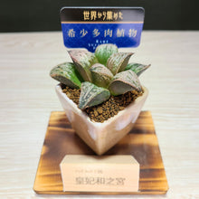 画像をギャラリービューアに読み込む, 【一点物】ハオルチア・皇妃和之宮 2号 美濃焼(四角鉢)セット