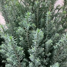 画像をギャラリービューアに読み込む, 【予約商品:12/1以降発送】ローソンヒノキ・シルバースター(ラメ付き) 4号 コニファー