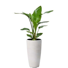 画像をギャラリービューアに読み込む, ストレリチア・オーガスタ 7号 ミュル(樹脂)鉢 黒 セット