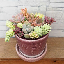 画像をギャラリービューアに読み込む, 【一点物】多肉植物寄植え+DULTONポットセット(ライトパープル) 3号
