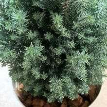 画像をギャラリービューアに読み込む, 【予約商品:12/1以降発送】ローソンヒノキ・シルバースター(ラメ付き) 4号 コニファー