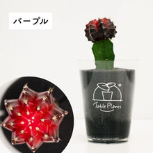 画像をギャラリービューアに読み込む, 【土を使わないサボテン】テーブルプランツ(Table Plants)ヒボタン(緋牡丹)