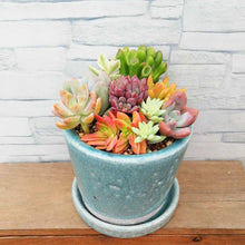 画像をギャラリービューアに読み込む, 【一点物】多肉植物寄植え DULTONポットセット(クラシックグリーン) 3号