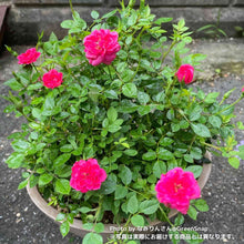 画像をギャラリービューアに読み込む, 【限定40個】ミニバラ・キャンディ キャンディ 4.5号 ※予約商品:3/9まで 出荷予定:3/14