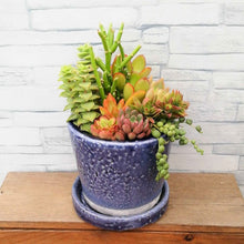 画像をギャラリービューアに読み込む, 【一点物】多肉植物寄植え DULTONポットセット(バイオレット) 3号