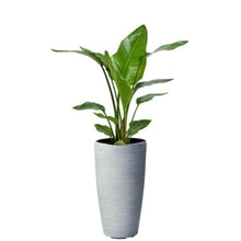 画像をギャラリービューアに読み込む, ストレリチア・オーガスタ 7号 ミュル(樹脂)鉢 黒 セット