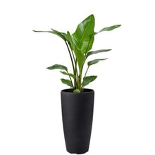 画像をギャラリービューアに読み込む, ストレリチア・オーガスタ 7号 ミュル(樹脂)鉢 黒 セット