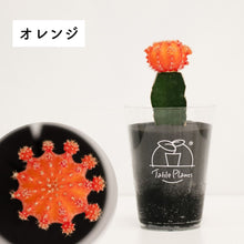画像をギャラリービューアに読み込む, 【土を使わないサボテン】テーブルプランツ(Table Plants)ヒボタン(緋牡丹)