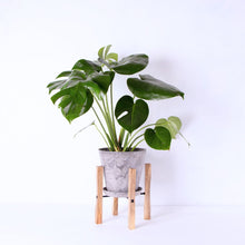 画像をギャラリービューアに読み込む, モンステラ・アダンソニー 6号 シンプルでおしゃれな鉢カバー&ポットスタンドセット