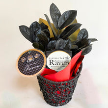 画像をギャラリービューアに読み込む, 【予約商品:12/15以降発送分】ザミオクルカス・ザミーフォリア レイヴン 開運ラベル付き 5号