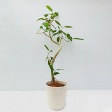 画像をギャラリービューアに読み込む, 【一点物】フィカス・ベンガレンシス 8号 高さ約140cm 沖縄の観葉植物 No.533