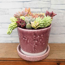 画像をギャラリービューアに読み込む, 【一点物】多肉植物寄植え+DULTONポットセット(ライトパープル) 3号
