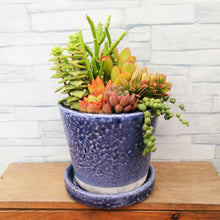 画像をギャラリービューアに読み込む, 【一点物】多肉植物寄植え DULTONポットセット(バイオレット) 3号