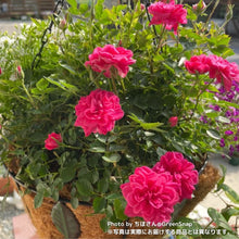 画像をギャラリービューアに読み込む, 【限定40個】ミニバラ・キャンディ キャンディ 4.5号 ※予約商品:3/9まで 出荷予定:3/14