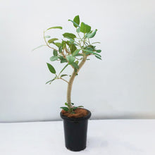 画像をギャラリービューアに読み込む, フィカス・ベンガレンシス 8号 沖縄の観葉植物 No.552 高さ約120cm