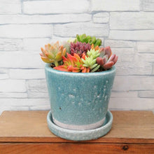 画像をギャラリービューアに読み込む, 【一点物】多肉植物寄植え DULTONポットセット(クラシックグリーン) 3号