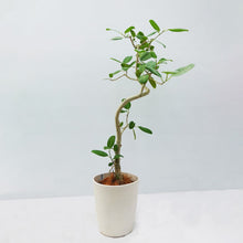 画像をギャラリービューアに読み込む, 【一点物】フィカス・ベンガレンシス 8号 高さ約140cm 沖縄の観葉植物 No.533