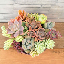 画像をギャラリービューアに読み込む, 【一点物】多肉植物寄植え+DULTONポットセット(ライトパープル) 3号