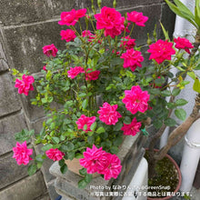 画像をギャラリービューアに読み込む, 【限定40個】ミニバラ・キャンディ キャンディ 4.5号 ※予約商品:3/9まで 出荷予定:3/14