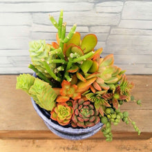 画像をギャラリービューアに読み込む, 【一点物】多肉植物寄植え DULTONポットセット(バイオレット) 3号